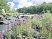 立式離心泵的用途有哪些？